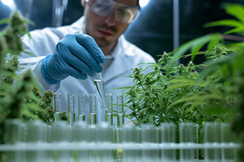 R&D Credits for Cannabis Companies: Could Your Business Be Eligible?