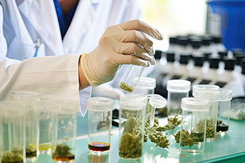 What to Consider for Cannabis Compliance